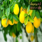خرید انواع لیمو شیرین جنوب + قیمت