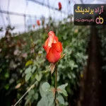 گل رز هلندی | قیمت خرید عمده و جزئی