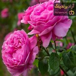 بهترین گل محمدی تازه + قیمت خرید عالی