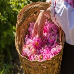 خرید انواع گل محمدی با بهترین قیمت
