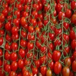 قیمت گوجه فرنگی قرمز + مشخصات بسته بندی عمده و ارزان