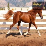 آشنایی با اسب ترکمن سیاه + قیمت استثنایی خرید اسب ترکمن سیاه