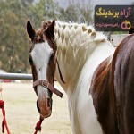 قیمت خرید اسب ترکمن بجنورد + عکس