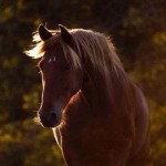 خرید جدیدترین انواع اسب کرد در قیمت های متنوع