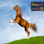 قیمت خرید اسب ترکمن آخال + عکس