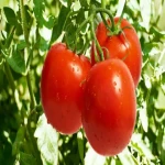 گوجه فرنگی برای پوست | خرید با قیمت ارزان