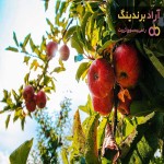 قیمت خرید سیب زیر درختی ارومیه + مشخصات، عمده ارزان