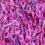 خرید و فروش عمده گل گاوزبان