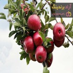 سیب درختی چه خواصی دارد؟ + قیمت خرید