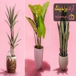 کاشت بذر گیاهان اپارتمانی | خرید با قیمت ارزان