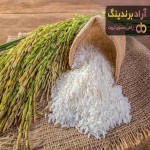 خرید و قیمت روز برنج فجر شمال