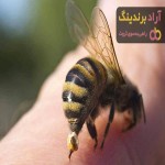 خرید و قیمت انواع نیش زنبورعسل