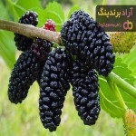 خرید جدیدترین انواع توت خشک افغانستان