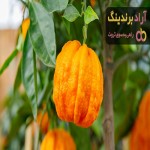 خرید بهار نارنج خشک شده + بهترین قیمت