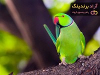 معرفی پرندگان زینتی ایران + بهترین قیمت خرید