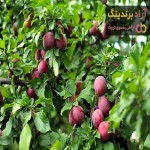راهنمای خرید درخت آلو سیاه + قیمت عالی