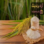 قیمت خرید برنج کامفیروز اعلا شیراز + تست کیفیت