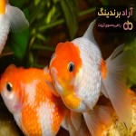 معرفی ماهی گلد فیش + بهترین قیمت خرید