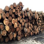 چوب گردو خشک + قیمت خرید، کاربرد، مصارف و خواص