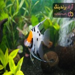 ماهی آنجل (فرشته) زیبا مونو، کوی در 3 شهر تهران مشهد اهواز