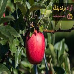 لیست قیمت سیب درختی صادراتی ۱۴۰۱