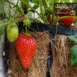 خرید خواص ریشه توت فرنگی وحشی با قیمت استثنایی