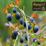 قیمت خرید دارو گیاهی روناس ارومیه در همدان