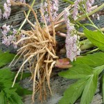 ریشه سنبل الطیب طبیعی کوهی | قیمت مناسب خرید عالی