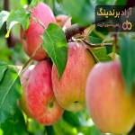 مشخصات درخت سیب فرانسوی + قیمت خرید