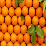 لیست قیمت پرتقال تامسون شمال ۱۴۰۱