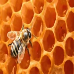 پرورش زنبورعسل و آموزش زنبورداری کارآفرینی آسان با سرمایه کم