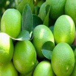 خرید بهترین انواع لیمو ترش با قیمت ارزان