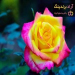 خرید رز هلندی دو رنگ اصفهان با قیمت استثنایی