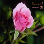 گل رز هلندی در گلدان | خرید با قیمت ارزان