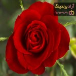 گل رز قرمز هلندی | خرید با قیمت ارزان