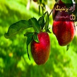 سیب درختی خشک + قیمت خرید، کاربرد، مصارف و خواص