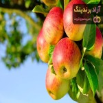 قیمت خرید سیب درختی در شیردهی + آموزش