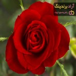 خرید انواع سبد گل رز + قیمت