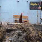کود مرغی مایع داتیس | خرید با قیمت ارزان