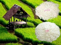 خرید برنج طارم هاشمی مازندران + بهترین قیمت