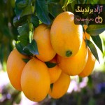 قیمت خرید میوه پرتقال + مزایا و معایب