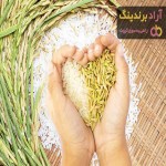 معرفی برنج ایرانی هاشمی + بهترین قیمت خرید