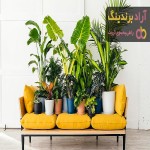 معرفی گیاهان آپارتمانی مقاوم + بهترین قیمت خرید