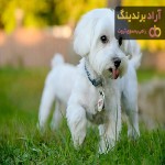 خرید سگ خانگی پشمالو ارزان با قیمت استثنایی