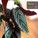 معرفی انواع گیاهان آپارتمانی + قیمت خرید روز