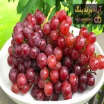 بهترین انگور قرمز بیدانه + قیمت خرید عالی