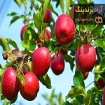 قیمت سیب درختی دماوند + مشخصات بسته بندی عمده و ارزان