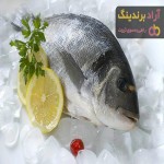 معرفی ماهی سفید جنوب + بهترین قیمت خرید