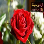خرید گل رز گراندیفلورا زیبا با قیمت استثنایی