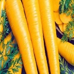 لیست قیمت هویج زرد دی ۱۴۰۱
